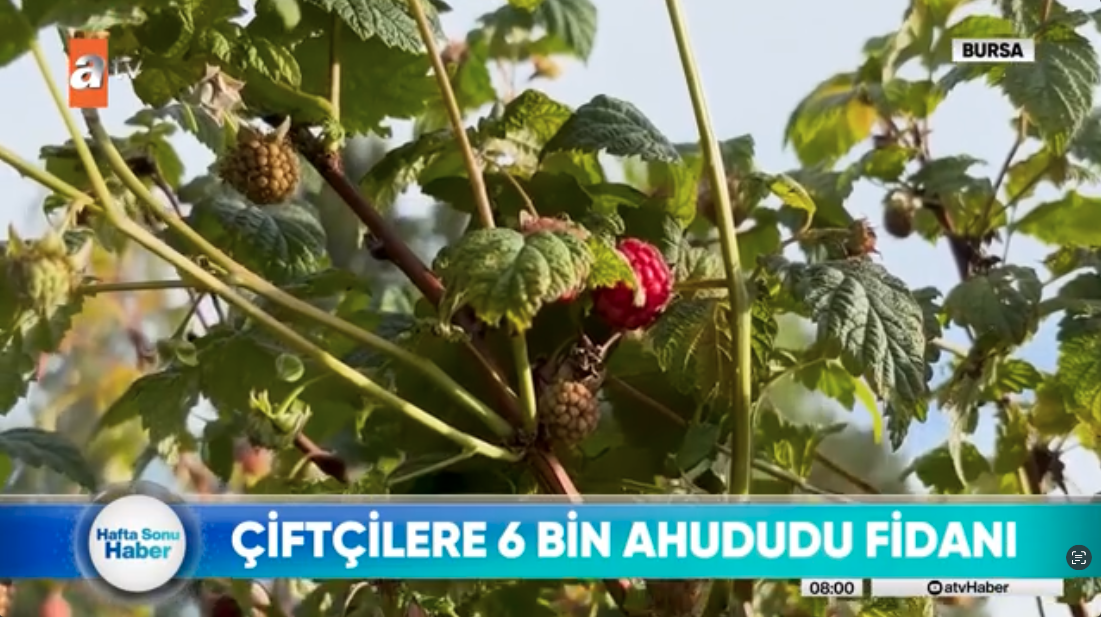 ATV - Çiftçilere 6 Bin Ahududu Fidanı